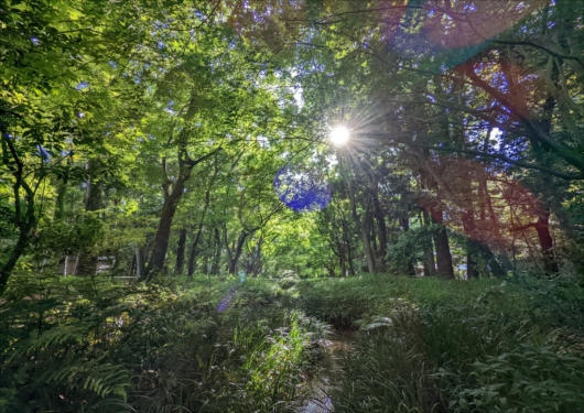 下鴨神社糺の森