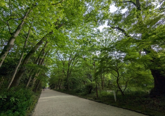糺の森の参道