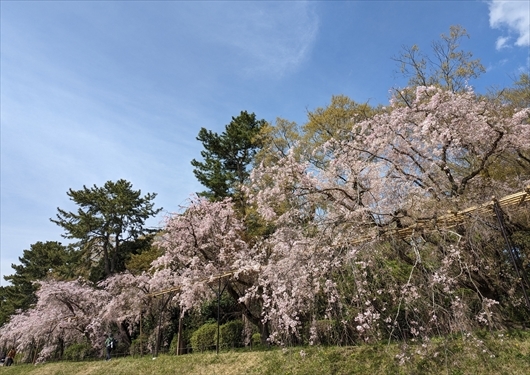 半木の道の桜