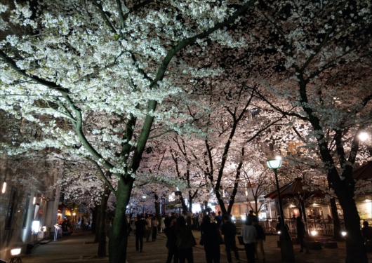 祇園白川夜桜