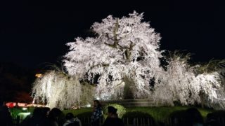 円山公園枝垂れ桜