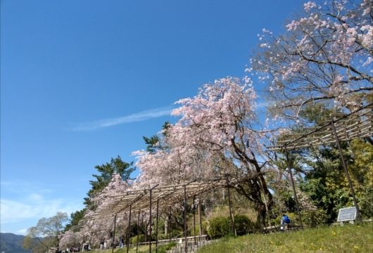 半木の道桜