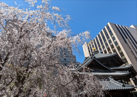 六角堂の桜