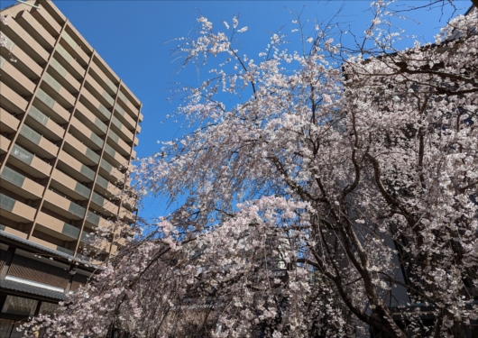 六角堂の御幸桜