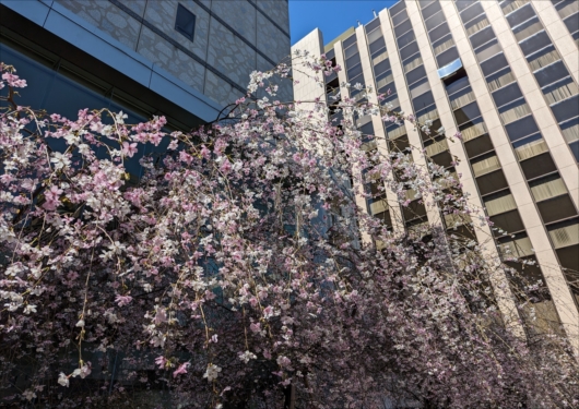 六角堂の桜