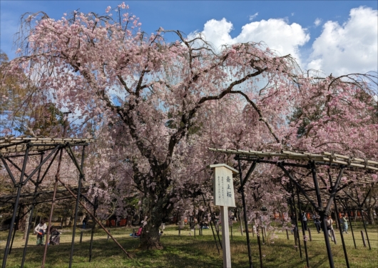 上賀茂神社の斎王桜