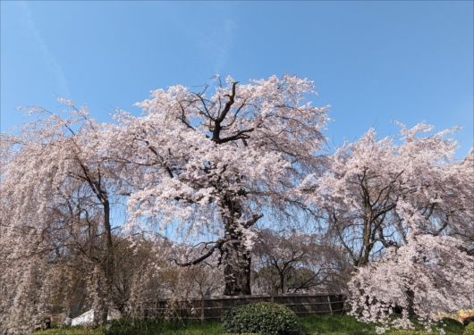円山公園の2代目祇園枝垂れ桜