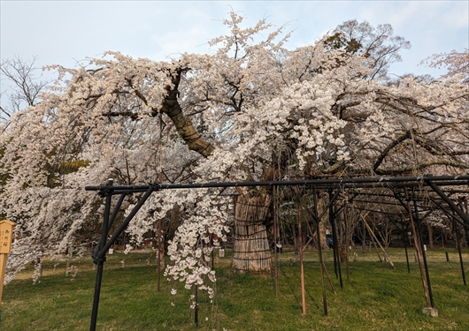 上賀茂神社の御所桜
