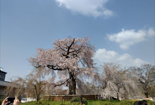 円山公園しだれ桜