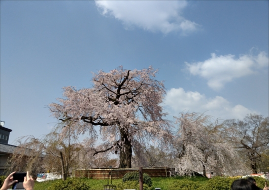 円山公園しだれ桜