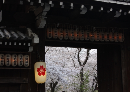 平野神社境内桜