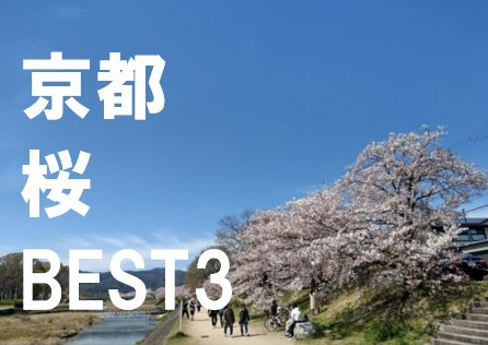京都桜BEST3