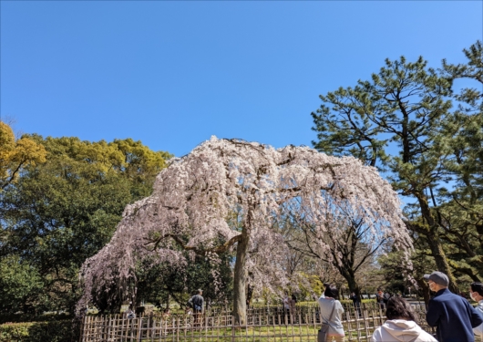 京都御苑の出水の枝垂れ桜