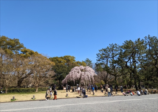 京都御苑の出水の枝垂れ桜
