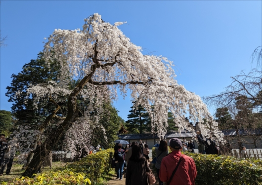 京都御苑の朔平門前の枝垂れ桜