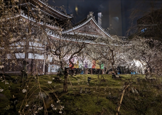 スタバ六角堂の桜