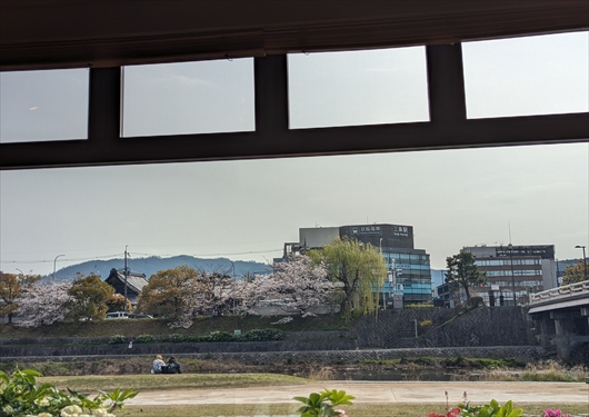 スタバ三条大橋の桜