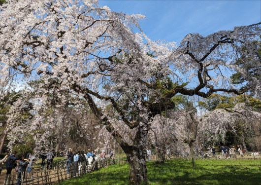 京都御苑(近衛邸跡)の枝垂れ桜