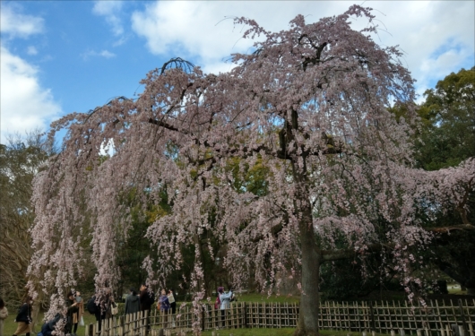 京都御苑出水の桜