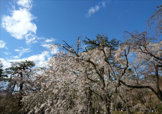京都御苑近衛邸跡の桜
