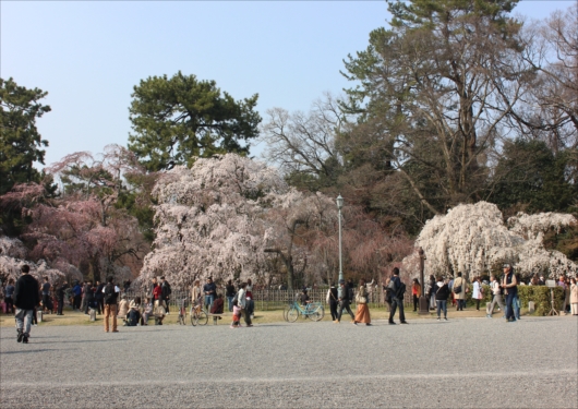 京都御苑近衛邸跡の桜
