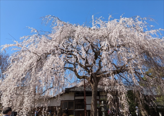 京都本満寺のしだれ桜
