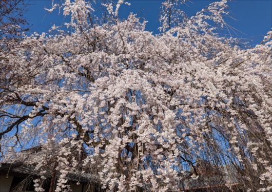 京都本満寺の枝垂れ桜