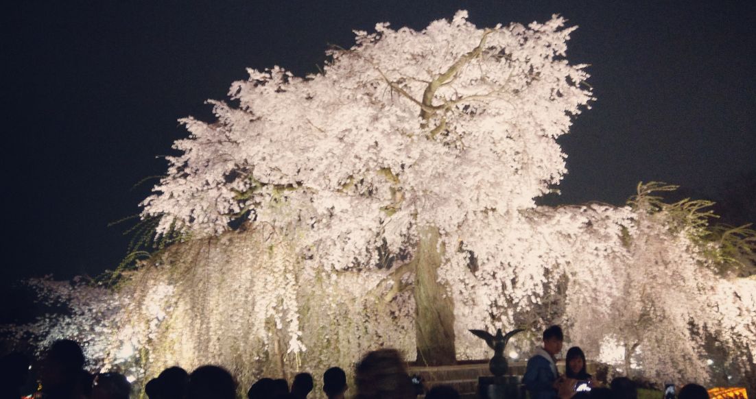 スクリーン円山公園桜