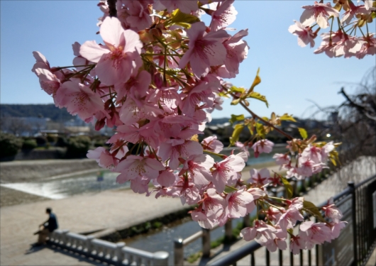 三条大橋の河津桜
