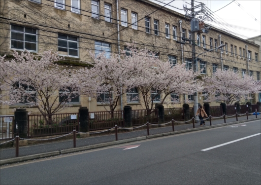 旧成徳中学校前の春めき桜