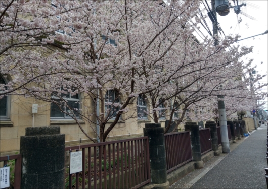 旧成徳中学校桜