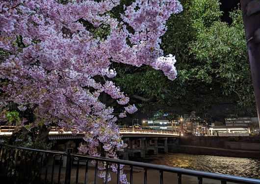 三条大橋の河津桜(夜桜)