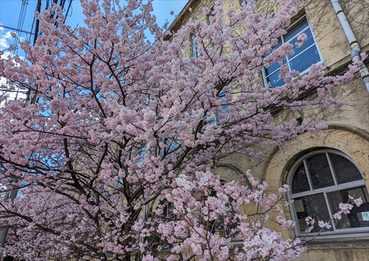 元成徳中学校の春めき桜