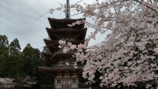 醍醐寺の桜五重塔前