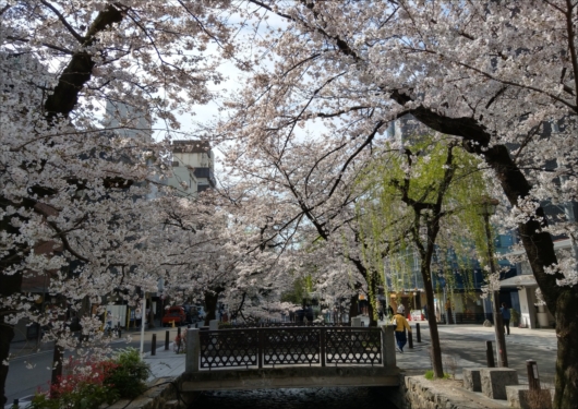 木屋町通り桜