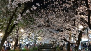 木屋町通りの夜桜