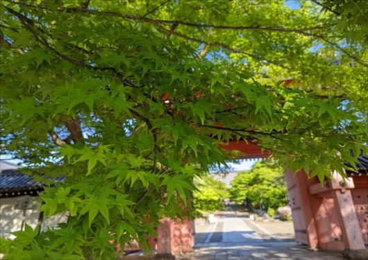 真如堂の山門前の青もみじ