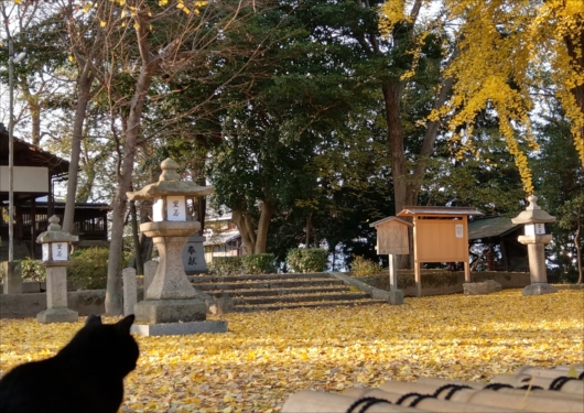 三栖神社のイチョウと猫
