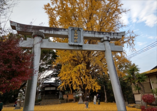 三栖神社銀杏(イチョウ)の木