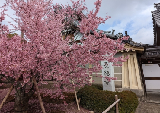京都長徳寺のおかめ桜