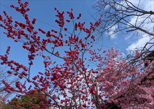 長徳寺のおかめ桜と緋寒桜