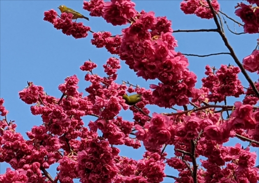 長徳寺の緋寒桜とメジロ