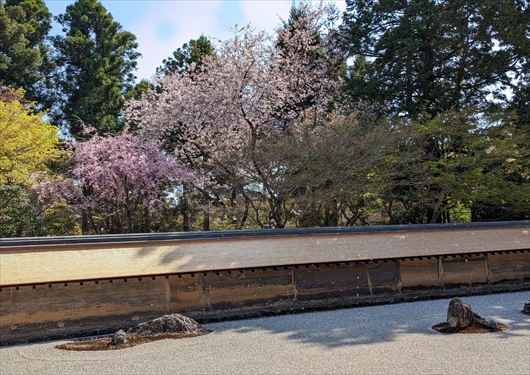 龍安寺の石庭と桜