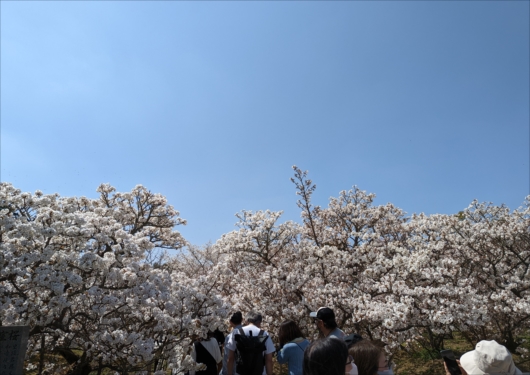 仁和寺の御室桜園