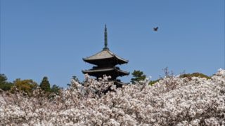 仁和寺の御室桜と五重塔