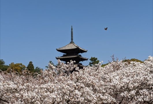 仁和寺の御室桜と五重塔