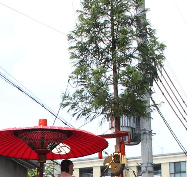 祇園祭山鉾巡業太子山の杉の木