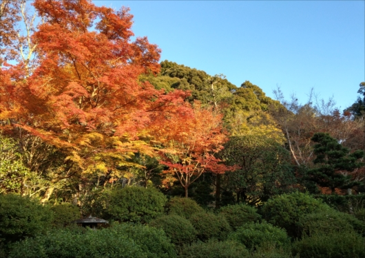 京都安楽寺庭園