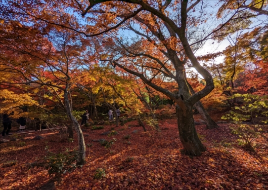 京都宝筐院の紅葉