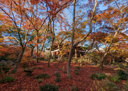 京都宝筐院本堂と紅葉